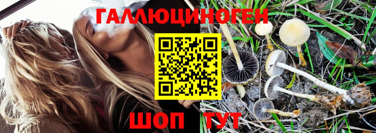 Черемхово  Псилоцибиновые грибы Psilocybe  Вход с VPN  Псилоцибиновые грибы мицелий 